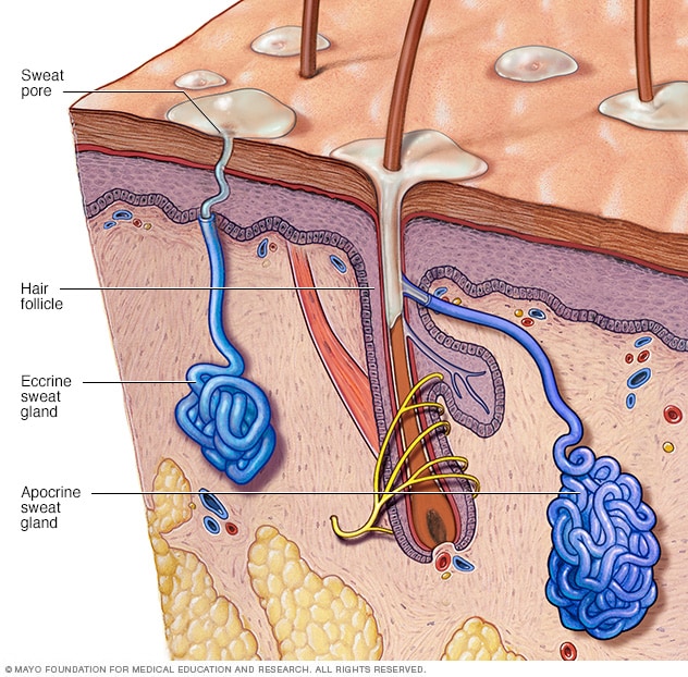 sweat-glands-mayo-clinic